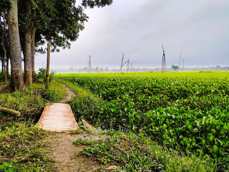 A beautiful Village Walking Path