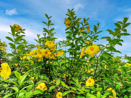 Beauty of yellow allamanda flowersの写真素材