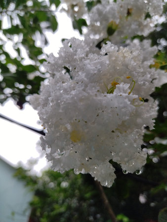 Beauty of White cherry blossoms with rain drops.