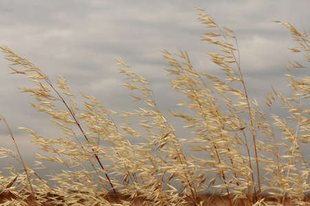dry weed flowersの写真素材