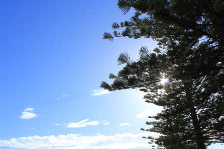 pine treeの写真素材