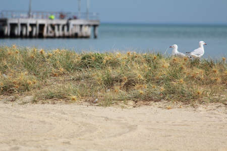 wildlife on the beachの写真素材