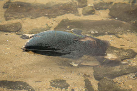 dead penguinの写真素材