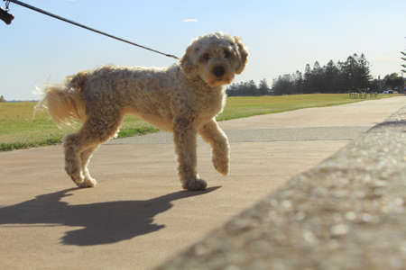 dog walkingの写真素材