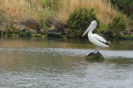 pelican in the natureの写真素材
