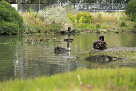 swans in the natureの写真素材