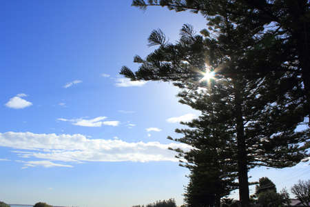 pine tree and blue skyの写真素材