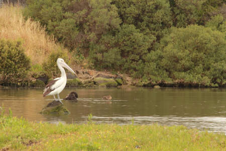 pelican in the natureの写真素材