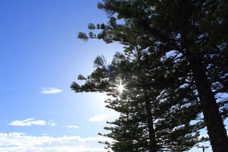 pine tree and blue skyの写真素材