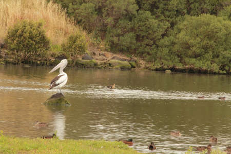 pelican in the natureの写真素材