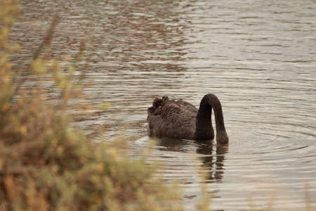 swans in the waterの写真素材