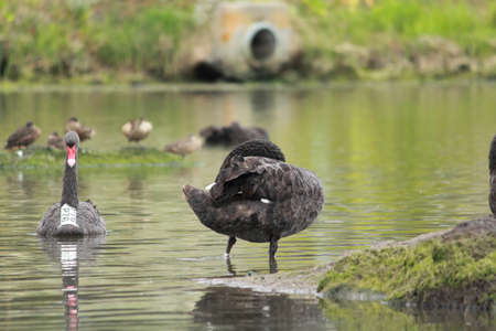 swans in the waterの写真素材