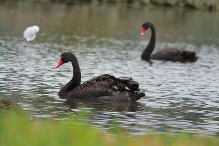 swans are enjoying themselvesの写真素材