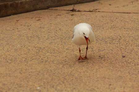 seagull at the pierの写真素材