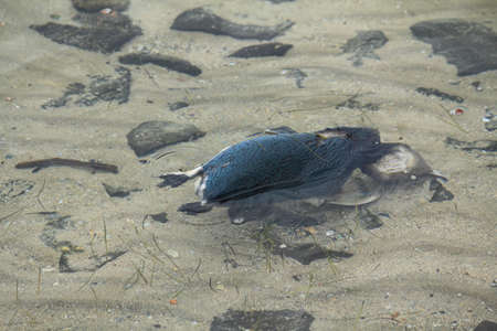 dead penguinの写真素材