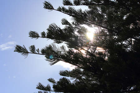 pine tree and bright blue skyの写真素材