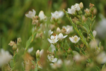 white wild flowers in the natureの写真素材
