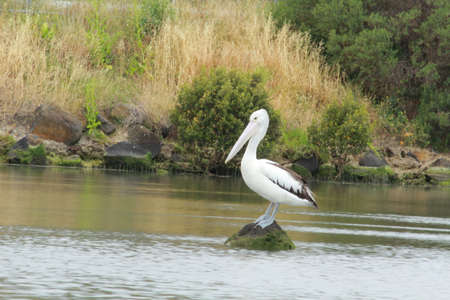 pelican standing on the rock in the natureの写真素材