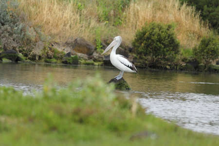 pelican standing on the rockの写真素材