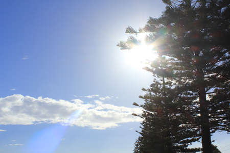 pine tree and bright blue skyの写真素材