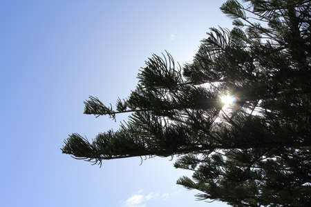 pine tree and bright blue skyの写真素材