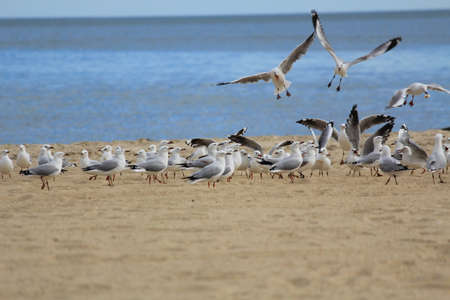 seagulls on the beachの写真素材