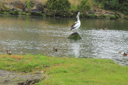 pelicanの写真素材
