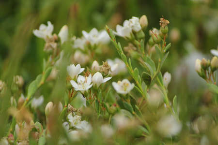 wild flowersの写真素材