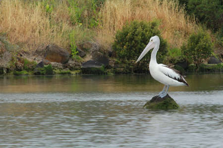 pelican standing on the rockの写真素材