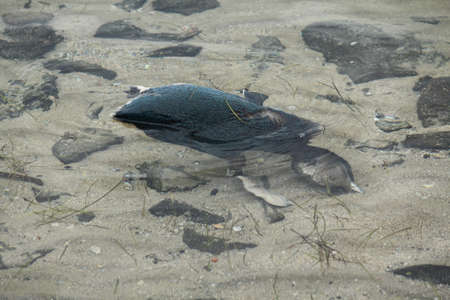 dead penguinの写真素材