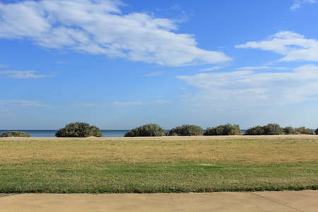 bush along the beachの写真素材