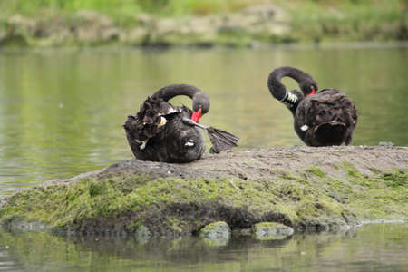 swans in the natureの写真素材