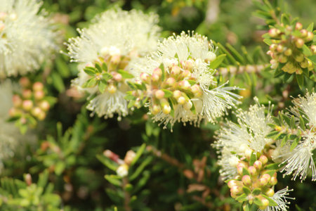 australian native flowers