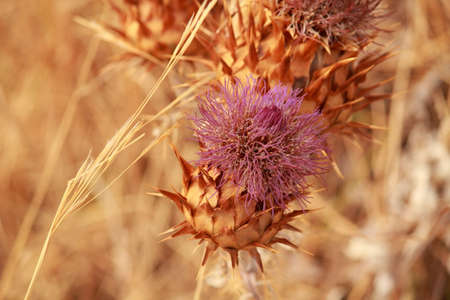 australian native flowersの写真素材