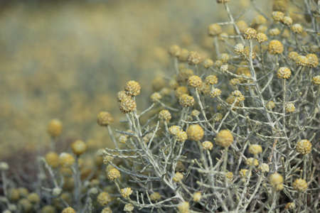 australian native flowersの写真素材