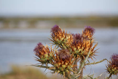australian native flowersの写真素材