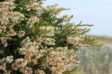australian native flowersの写真素材