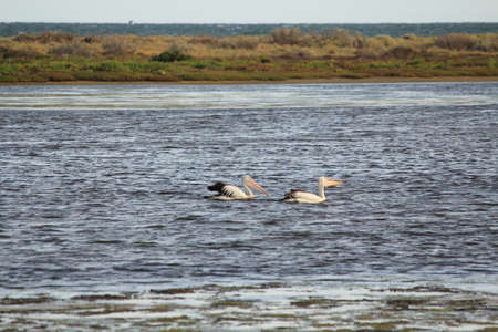 two pelican in the waterの写真素材