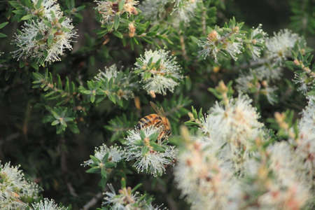 Australian white flowers and beeの写真素材