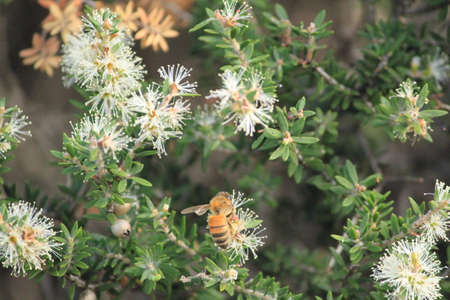 Australian white flowers and beeの写真素材