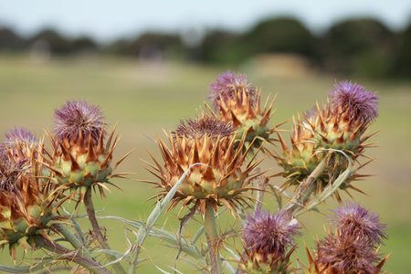 Australian flowersの写真素材