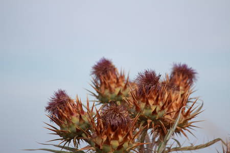 Australian flowersの写真素材