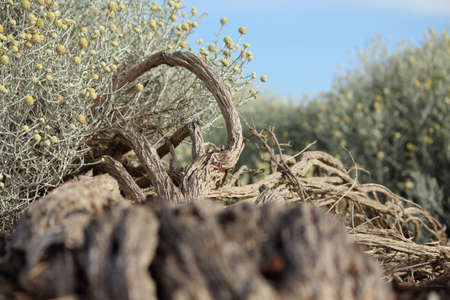 art of natureの写真素材