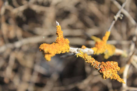 lichen on tree branchesの写真素材