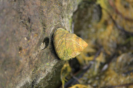 shell on the rockの写真素材