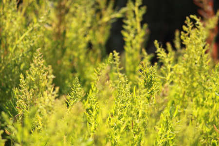 Australian green fieldの写真素材