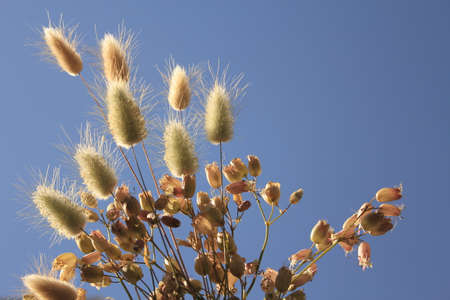 weed flowersの写真素材