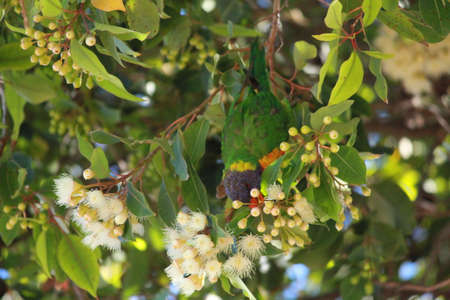 Australian birdsの写真素材