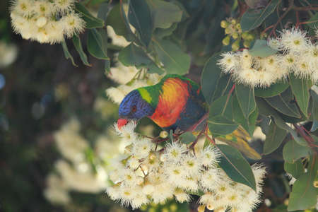 Australian birdsの写真素材