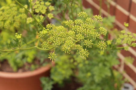 parsley flowersの写真素材